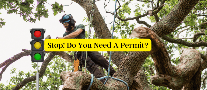 Tree Trimming Company Removing Large Tree